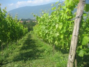 Jeune vigne mondeuse