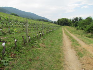 surgreffage de roussanne sur aligoté, 2013 à Seyssel