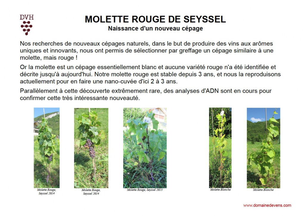 Molette rouge Seyssel