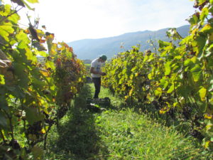 Mondeuse 17,10,2014 