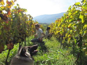Vendanges de la mondeuse le 17.10.2014