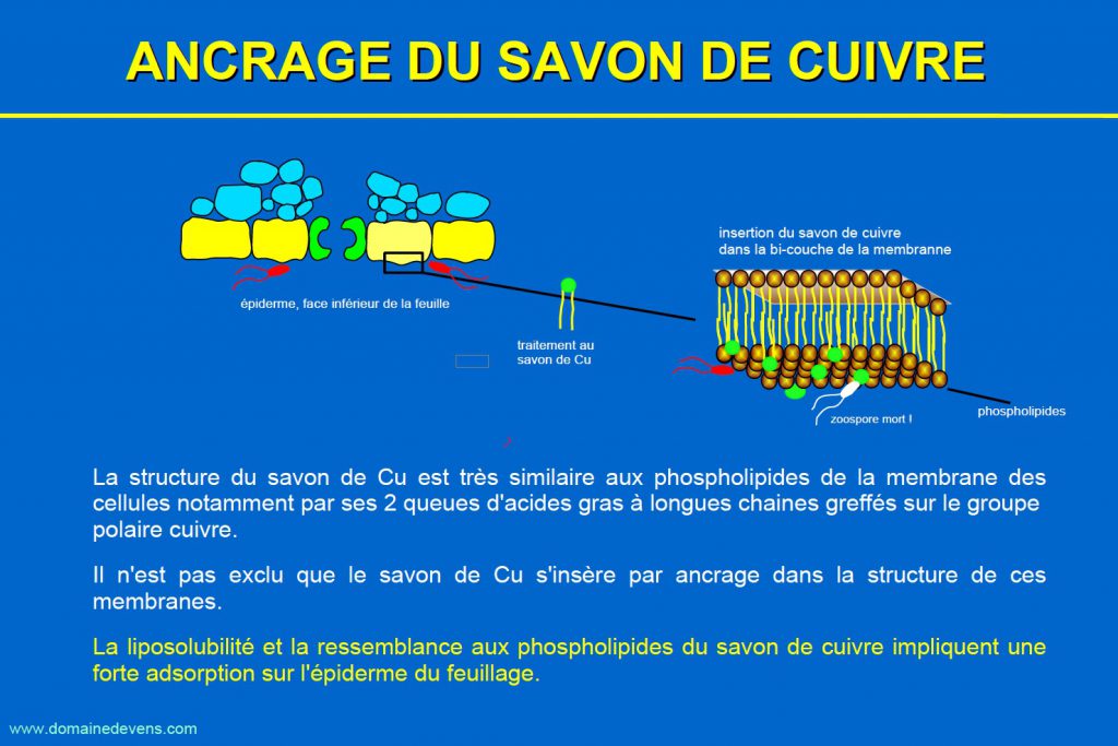 ancrage-du-savon-de-cuivre
